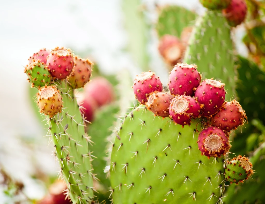 Opuncja to jedyny kaktus, który ma w sobie prawdziwą mieszankę przeciwutleniaczy i witamin