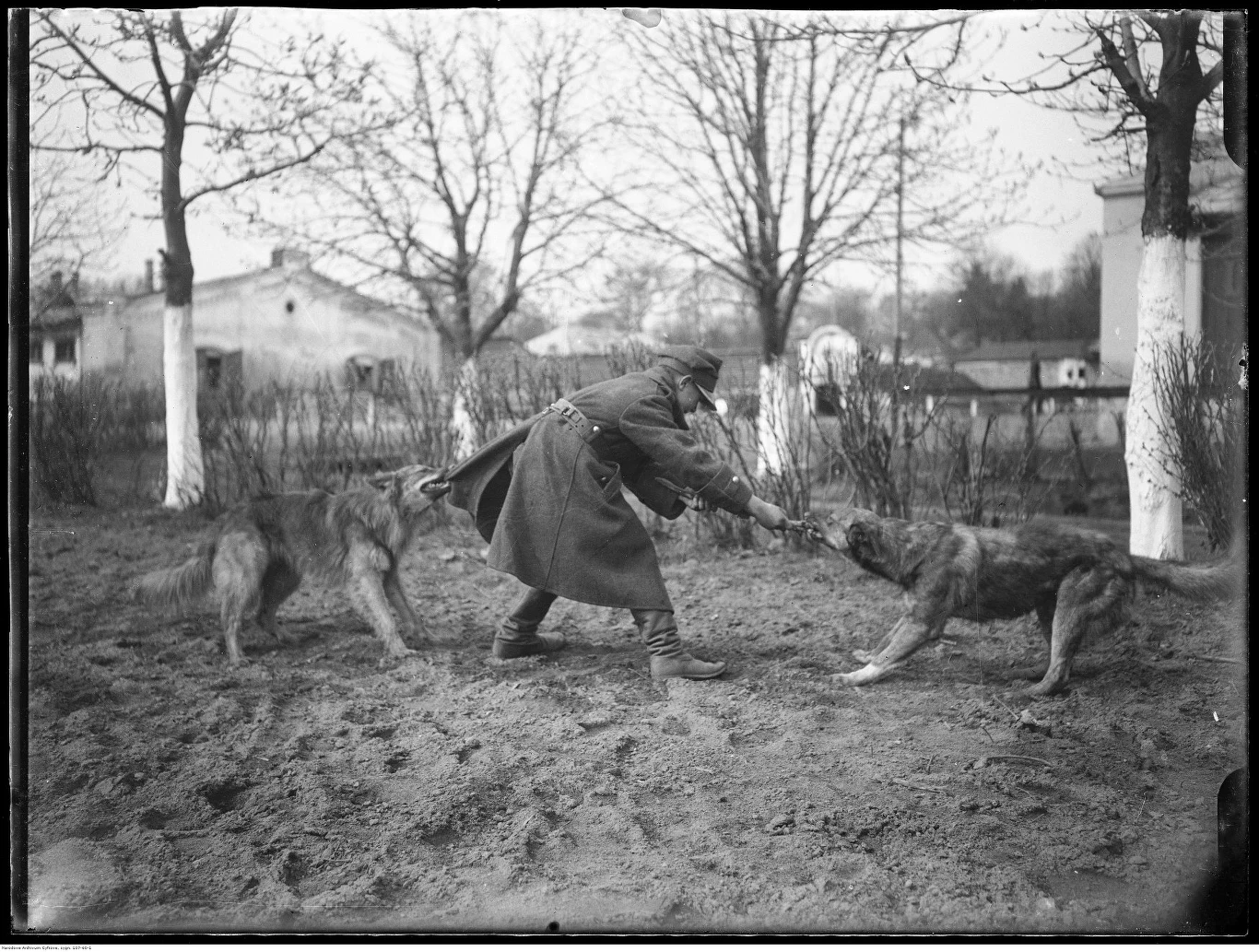 Młody strzelec z psami na terenie koszar przy ulicy 29 Listopada w Warszawie, 1925 r.