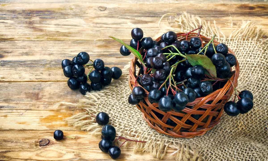 Aronia