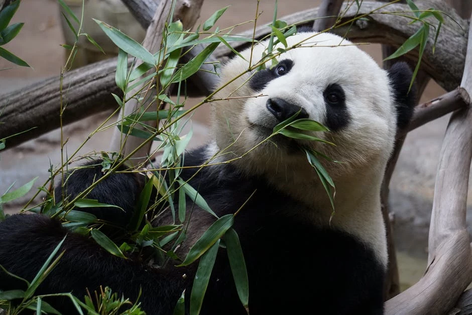 Pandy wielkie nie są wcale takie aspołeczne, stale komunikują się z innymi przedstawicielami gatunku