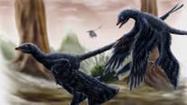 Mikroraptor - ptak-dinozaur o czterech skrzydłach. Ewolucja najwyraźniej stwierdziła, że dwa skrzydła w zupełności wystarczą, naukowcy nie mają jednak wątpliwości, że "mały rabuś" był niezwykle szybkim i zabójczym stworzeniem.