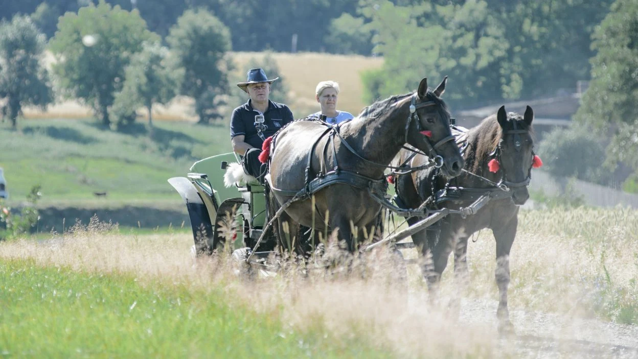 Nadeszła pora randek. Gdzie rolnicy zabrali swoje kandydatki i o czym rozmawiali? Jan zabrał na przejażdżkę Elę. "Masz na czym siedzieć i czym oddychać" - powiedział kobiecie rolnik.