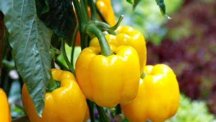 Chcąc cieszyć się własną uprawą papryki, musimy wysiać ją już w najbliższych tygodniach