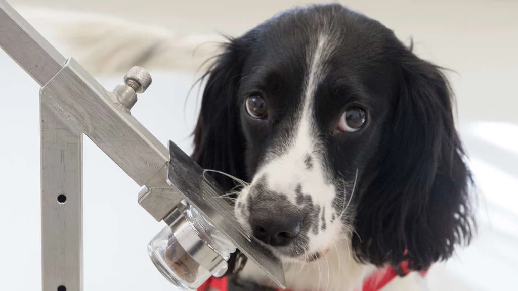 Freya - jeden z angielskich spanielów wytrenowanych do wyczuwania malarii /Fot. Medical Detection Dogs