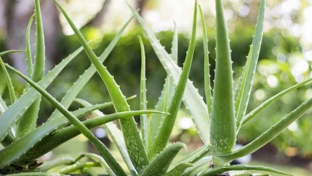 Aloes drzewiasty chętnie gości w naszych domach. 
