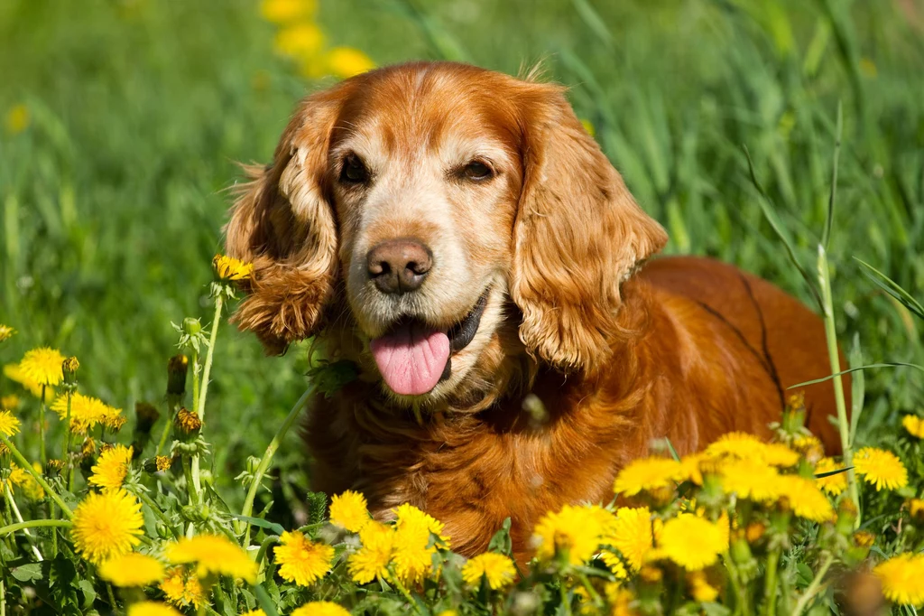 Cocker Spaniel