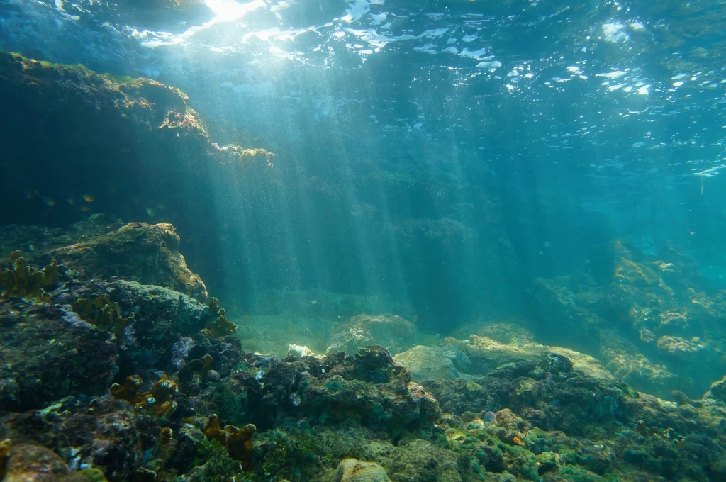 Zakwaszenie oceanów wpływa negatywnie na całą morską florę i faunę