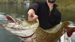 Szczupak gigant złapany w Chorwacji!