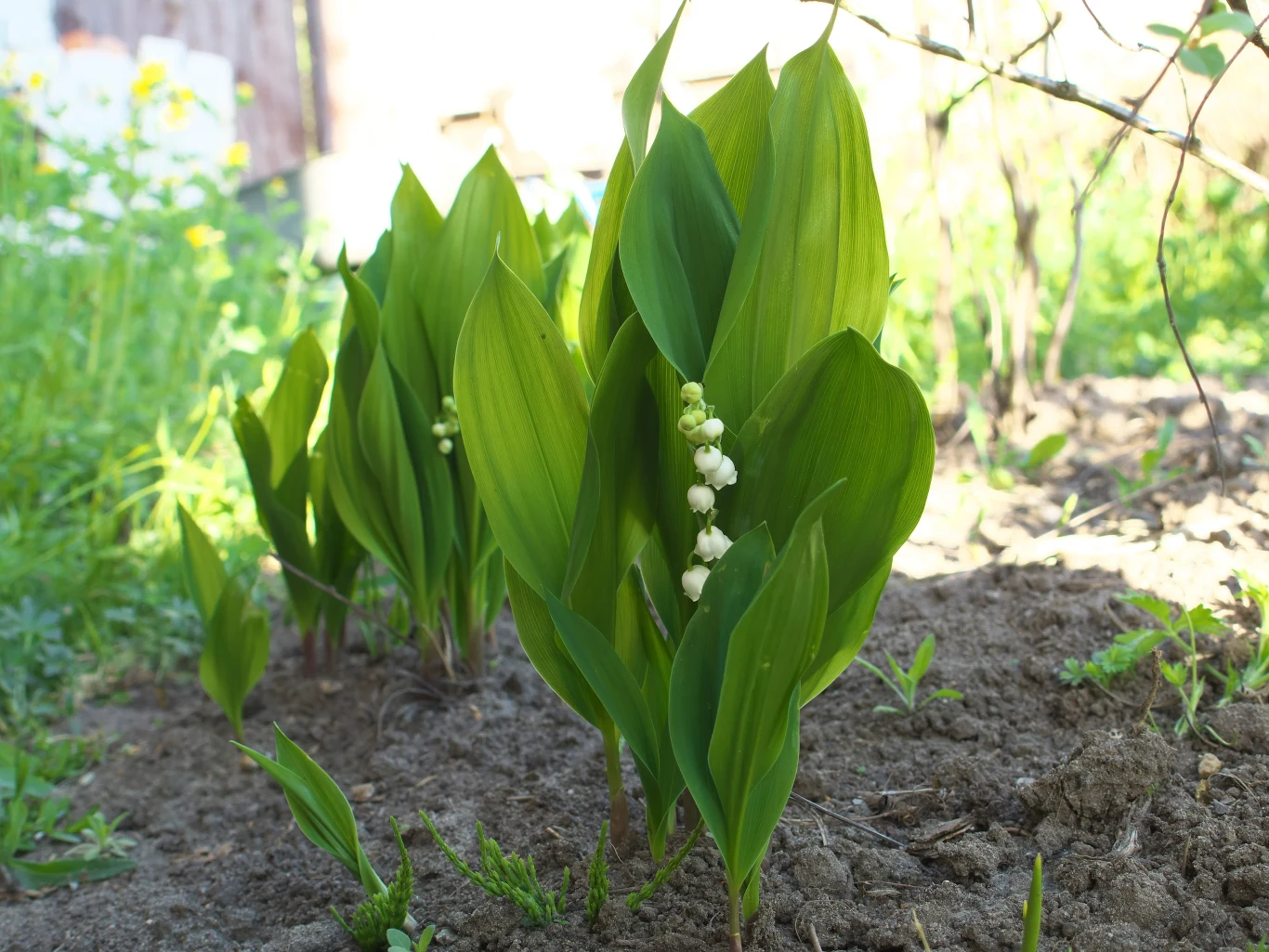 Konwalie to urokliwa ozdoba ogrodu. Marzec to idealny moment na ich sadzenie. Konwalie to urokliwa ozdoba ogrodu. Marzec to idealny moment na ich sadzenie.