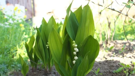 Konwalie to urokliwa ozdoba ogrodu. Marzec to idealny moment na ich sadzenie. 