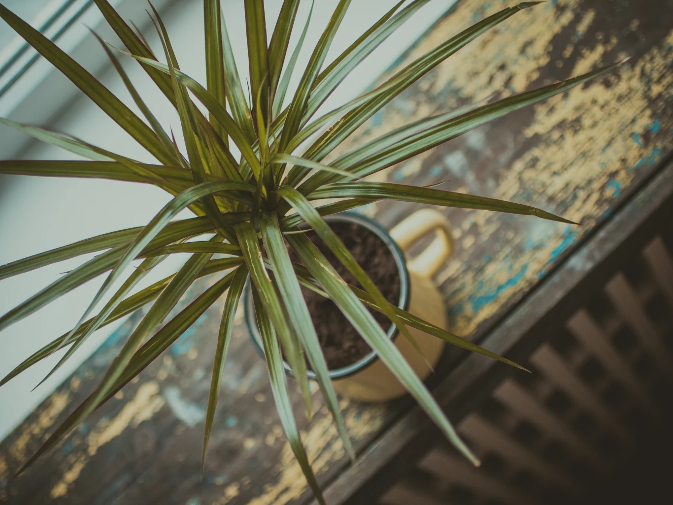 Dracena daje czasem dyskretne znaki, że jest przelana. Łatwo je przeoczyć