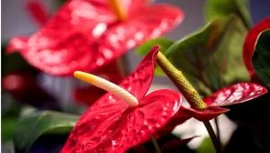 To najlepszy nawóz do anturium. Wystarczy, że rozpuścisz w wodzie i podlejesz