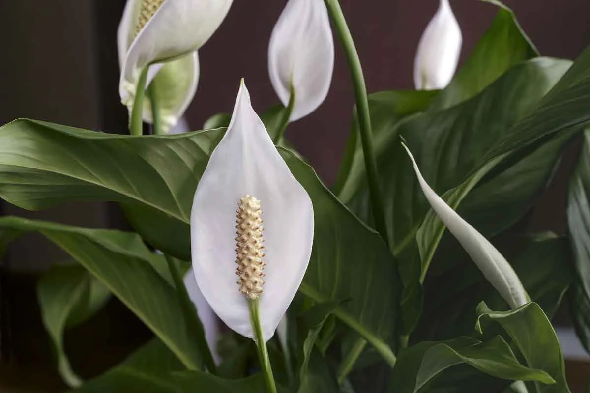 Dzięki odpowiedniej odżywce skrzydłokwiat może ponownie zakwitnąć już po tygodniu 