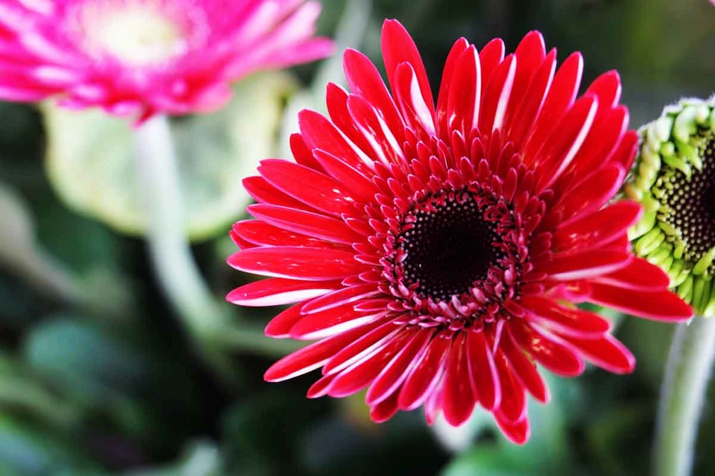 Gerbera