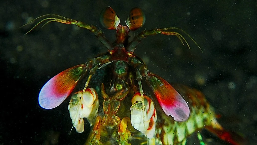 Gonodactylus smithii w całej okazałości