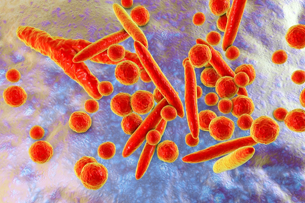 Zakażenie bakteriami Mycoplasma genitalium może mieć znacznie poważniejsze konsekwencje niż myśleliśmy