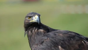 Sokół; zdj. ilustracyjne 