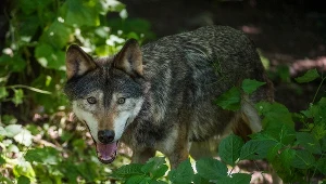 Ostrzeżenie przed wilkami w woj. łódzkim / zdjęcie ilustracyjne