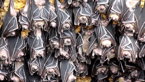 Tysiące martwych nietoperzy to efekt fali upałów (zdj. ilustracyjne)