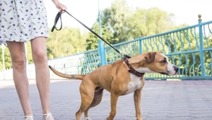 Spacer z psem bez kagańca i smyczy - co mówią przepisy?