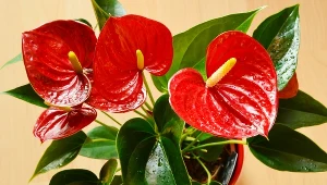 Poczęstuj szklaneczką anturium. Wkrótce nie zliczysz kwiatów