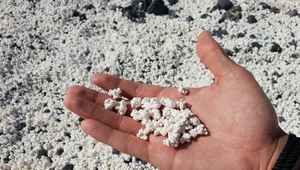 ​"Plaża cała w popcornie" - co stało się na wyspie ​Fuerteventura?