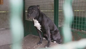 Amstaff; zdj. ilustracyjne 