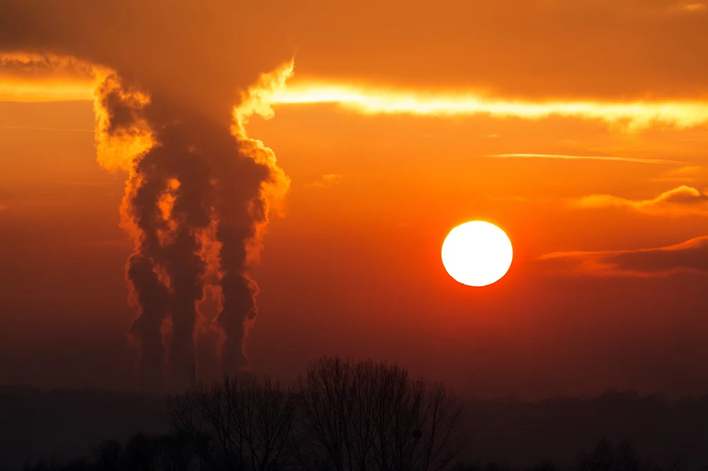 Politycy przekonują, że zalesianie jest w stanie zniwelować wpływ CO2 na środowisko. Nic bardziej bardziej mylnego...