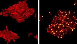 Odkryto wirusa szpiegującego bakterie