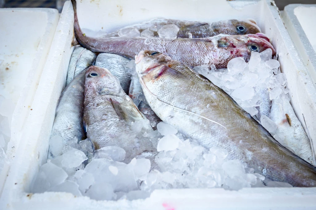 Na co należy zwrócić uwagę przed zakupem ryby?