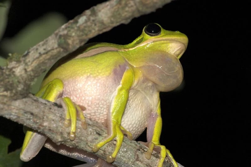 Rzekotka zielona (Hyla cinerea) w środowisku naturalnym