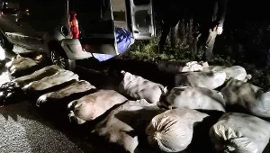 Karpie przewożone były w jutowych torbach