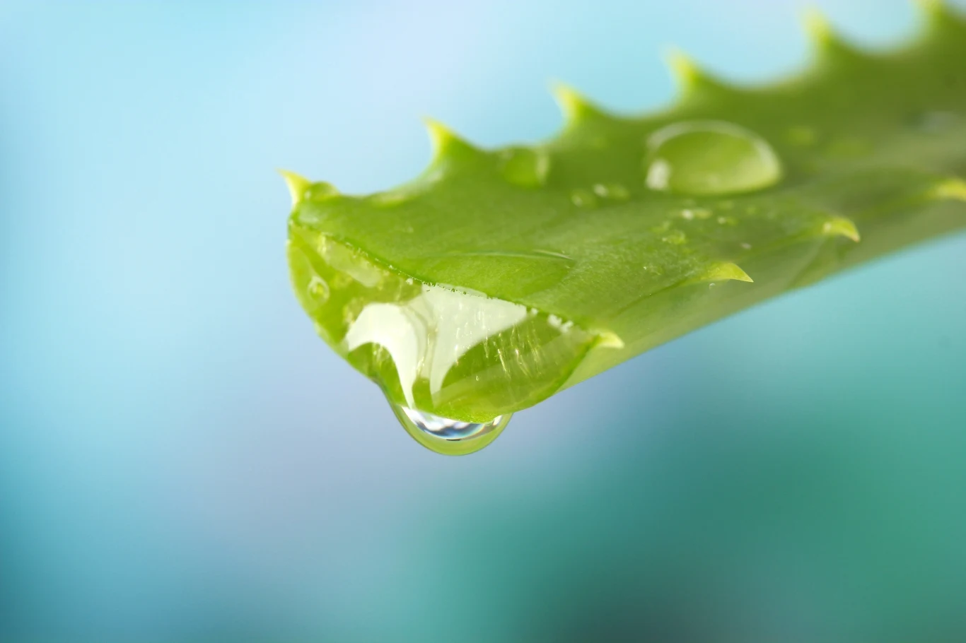 cnc aloe vera gel Aloe Vera Gel for Skin & Hair