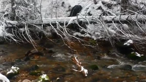 Nietypowa akcja w Tatrach. Przyrodnicy uratowali małego niedźwiedzia