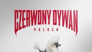 Recenzja Paluch "Czerwony dywan": Poznań grozi Paluchem