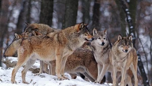 Wataha wilków; zdj. ilustracyjne