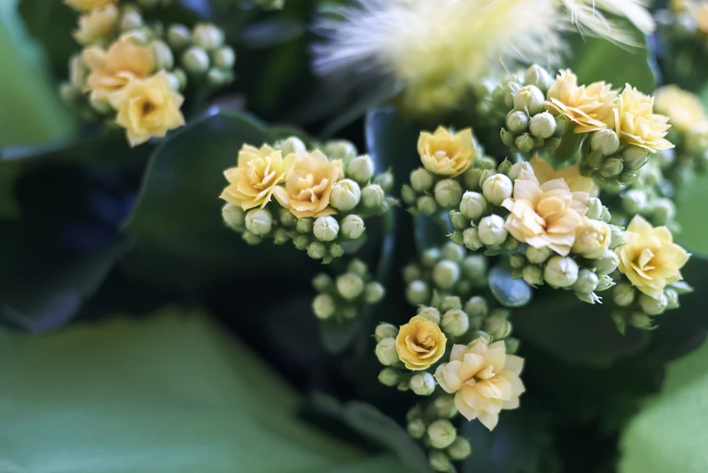 Kalanchoe blossfeldiana