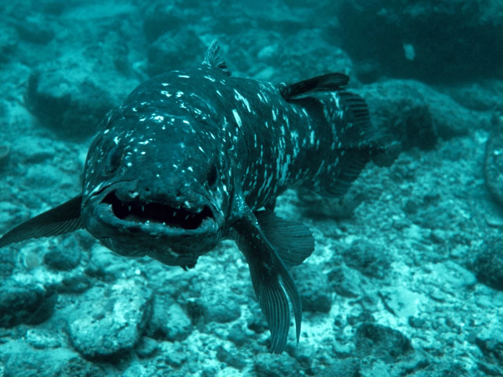  Latimeria to „żywy dinozaur” wśród mieszkańców oceanu. Jej odkrycie w 1938 zaprzeczyło teorii, że ryby trzonopłetwe wymarły 60 milionów lat temu