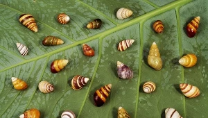 Hawajskie ślimaki; Zdj. ilustracyjne