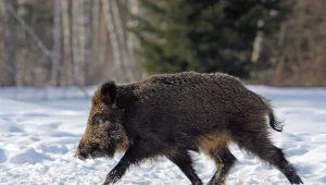 Dzik; zdj. ilustracyjne