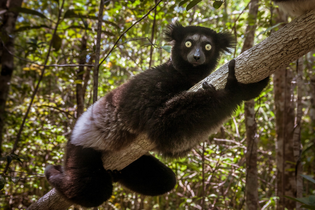 Indri Indri - najbardziej zagrożony lemur na świecie.