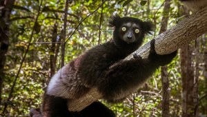 Indri Indri - najbardziej zagrożony lemur na świecie.