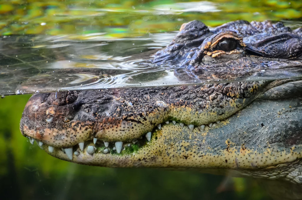 Krokodyle odpowiadają za śmierć około 1000 osób rocznie