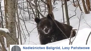 "Rozmowa" z niedźwiedziem hitem sieci 