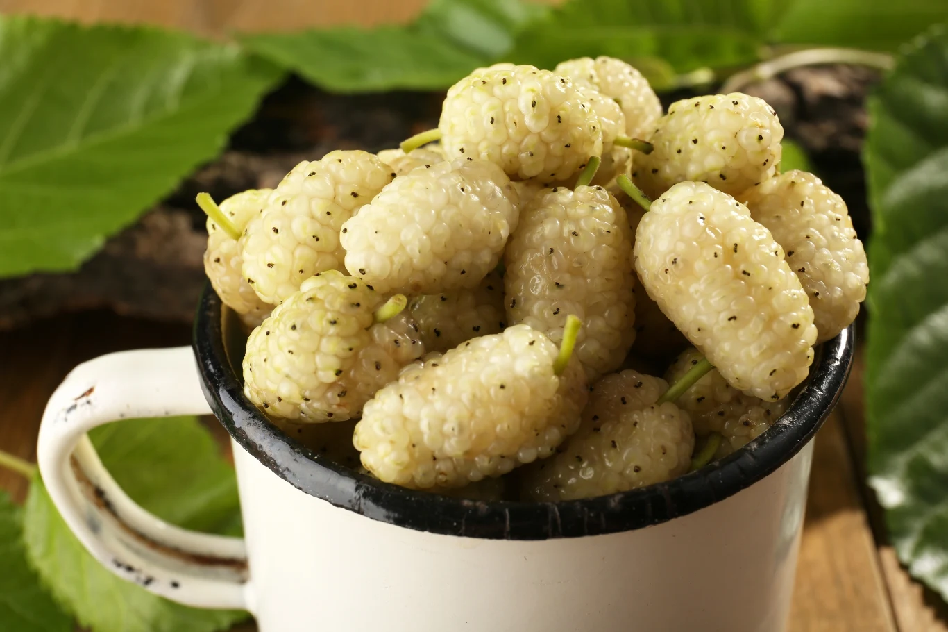 Morwa biała to roślina o wszechstronnym zastsowaniu leczniczym