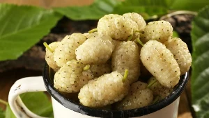 Morwa biała to naturalny lek. Jedz owoce lub pij z niej napar. Reguluje cukier i cholesterol