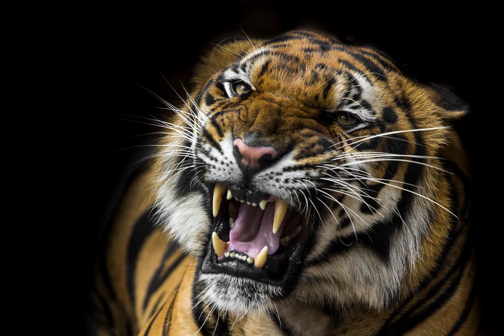 Do Centralnego Azylu dla Zwierząt mają trafiać m.in. uratowane tygrysy