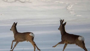 Sarny, zdj. ilustracyjne