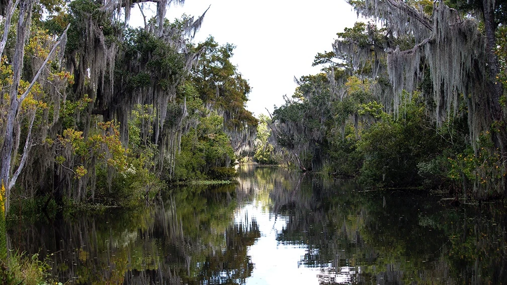 Luizjańskie bagna Luizjańskie bagna