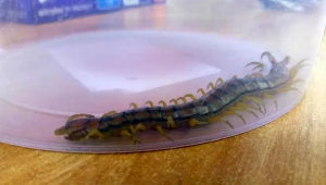 Jadowita skolopendra paskowana